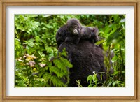 Framed Gorilla carrying baby, Volcanoes National Park, Rwanda