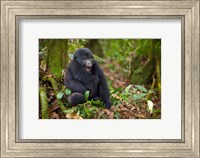 Framed Mountain gorilla yawning, Volcanoes National Park, Rwanda