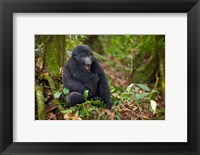 Framed Mountain gorilla yawning, Volcanoes National Park, Rwanda