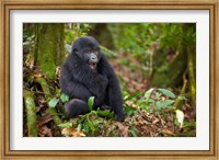 Framed Mountain gorilla yawning, Volcanoes National Park, Rwanda