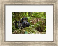 Framed Close up of Mountain gorillas, Volcanoes National Park, Rwanda.