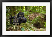 Framed Close up of Mountain gorillas, Volcanoes National Park, Rwanda.