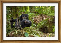 Framed Close up of Mountain gorillas, Volcanoes National Park, Rwanda.