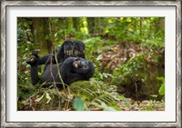 Framed Close up of Mountain gorillas, Volcanoes National Park, Rwanda.