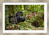 Framed Close up of Mountain gorillas, Volcanoes National Park, Rwanda.