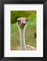 Framed Ostrich, Lake Nakuru National Park, Kenya