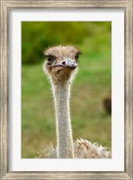 Framed Ostrich, Lake Nakuru National Park, Kenya