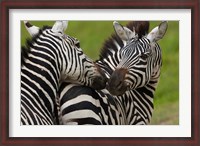 Framed Plains zebras, Ngorongoro Conservation Area, Tanzania
