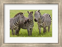 Framed Three Plains zebras, Tanzania