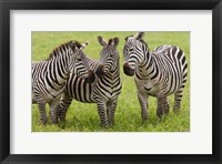 Framed Three Plains zebras, Tanzania