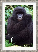 Framed Mountain Gorilla preening, Group 11, Rwanda