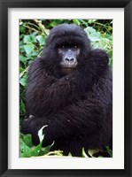 Framed Mountain Gorilla preening, Group 11, Rwanda