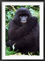 Framed Mountain Gorilla preening, Group 11, Rwanda