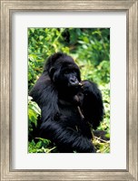 Framed Mountain Gorilla, Virunga Volcanoes National Park, Rwanda