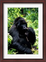 Framed Mountain Gorilla, Virunga Volcanoes National Park, Rwanda