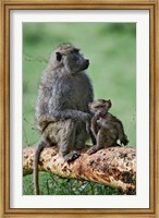 Framed Olive Baboon, baby, Lake Nakuru National Park, Kenya