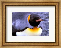 Framed Penguin, Sub-Antarctic, South Georgia Island
