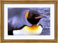 Framed Penguin, Sub-Antarctic, South Georgia Island