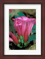 Framed Pink Flower with buds, Gombe National Park, Tanzania