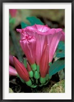 Framed Pink Flower with buds, Gombe National Park, Tanzania