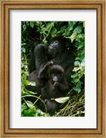 Framed Mountain Gorillas, Parc N. Volcans, Rwanda