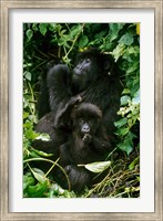 Framed Mountain Gorillas, Parc N. Volcans, Rwanda