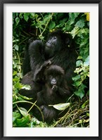 Framed Mountain Gorillas, Parc N. Volcans, Rwanda