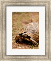Framed Mountain tortoise, Mkuze Game Reserve, South Africa