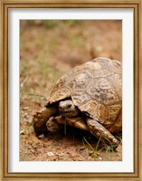 Framed Mountain tortoise, Mkuze Game Reserve, South Africa