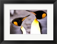 Framed Two Penguins, Sub-Antarctic, South Georgia Island