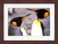 Framed Two Penguins, Sub-Antarctic, South Georgia Island