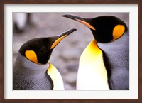 Framed Two Penguins, Sub-Antarctic, South Georgia Island
