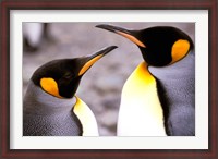 Framed Two Penguins, Sub-Antarctic, South Georgia Island