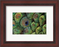 Framed Peacock Feather Design