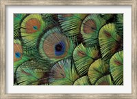 Framed Peacock Feather Design