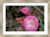 Framed Pink Flower in Bloom, Gombe National Park, Tanzania