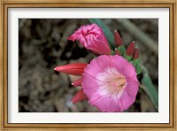 Framed Pink Flower in Bloom, Gombe National Park, Tanzania
