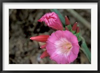 Framed Pink Flower in Bloom, Gombe National Park, Tanzania