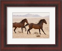 Framed Namibia, Aus, Wild horses in Namib Desert