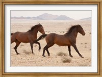 Framed Namibia, Aus, Wild horses in Namib Desert