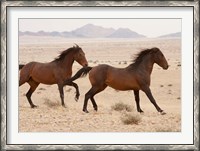 Framed Namibia, Aus, Wild horses in Namib Desert