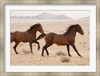 Framed Namibia, Aus, Wild horses in Namib Desert