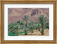 Framed Palmery Below Mountains, Morocco