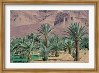 Framed Palmery Below Mountains, Morocco