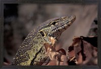 Framed Nile Monitor Lizard, Gombe National Park, Tanzania