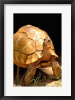 Framed Plough-share Tortoise, Ampijeroa Forest Station, Madagascar