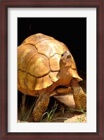 Framed Plough-share Tortoise, Ampijeroa Forest Station, Madagascar