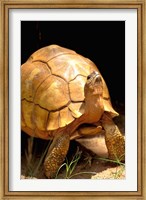 Framed Plough-share Tortoise, Ampijeroa Forest Station, Madagascar