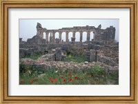 Framed Red Poppies near Basilica in Ancient Roman City, Morocco