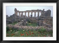 Framed Red Poppies near Basilica in Ancient Roman City, Morocco